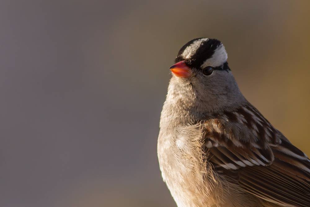 White-crowned Sparrow